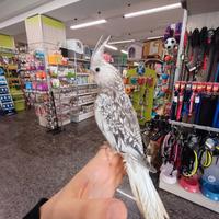 Calopsite perlata allevata a mano