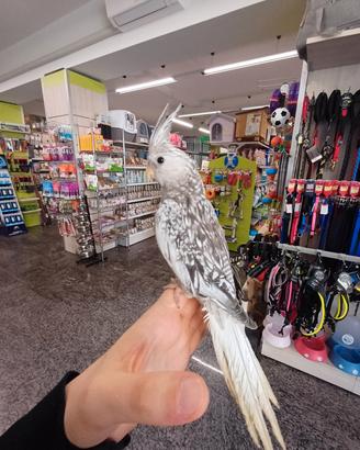 Calopsite perlata allevata a mano