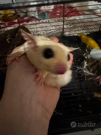 Petauro dello zucchero