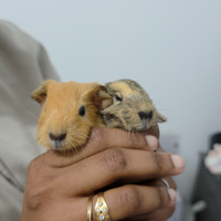 Cuccioli di cavia (porcellino d'india)