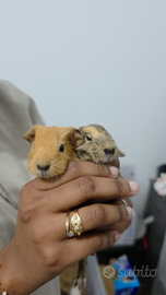 Cuccioli di cavia (porcellino d'india)