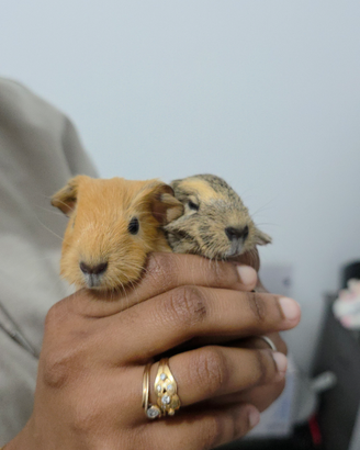 Cuccioli di cavia (porcellino d'india)