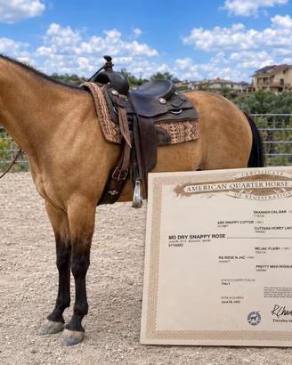 Quarter horses