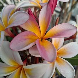 Talea plumeria Maribel