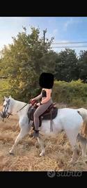 Cavalla appaloosa
