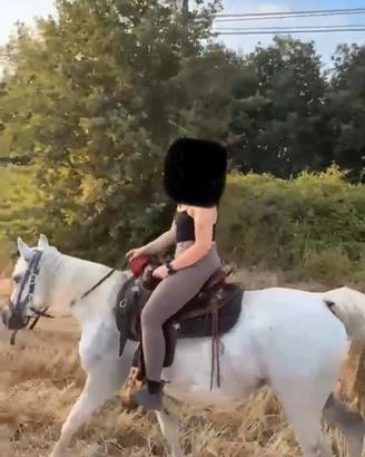 Cavalla appaloosa