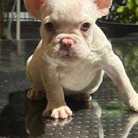 Cuccioli di bulldog francese