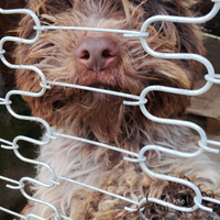 Cani Lagotto Romagnolo