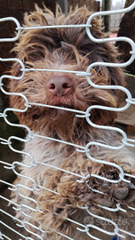 Cani Lagotto Romagnolo