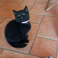 Cucciola British Shorthair