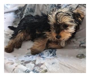 Cuccioli di yorkshire terrier