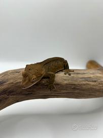 Geco ciliatus