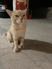 Gatto arancione, età due anni