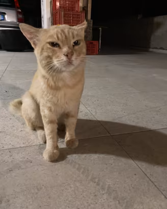 Gatto arancione, età due anni