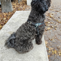 Cagnolina per monta