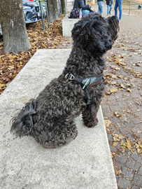 Cagnolina per monta