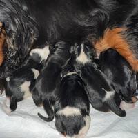 Cavalier king pedegree enci femm