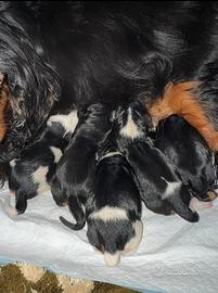 Cavalier king pedegree enci femm