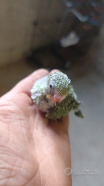 Pulli di cocoriti, allevati a mano