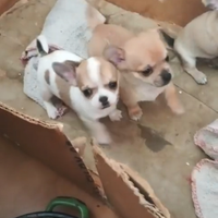 Chihuahua mini toy