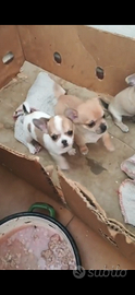 Chihuahua mini toy