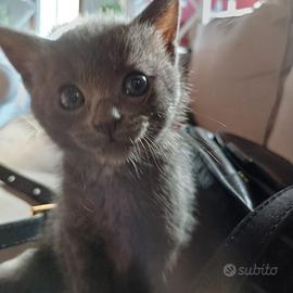 Stupenda micina simil certosina