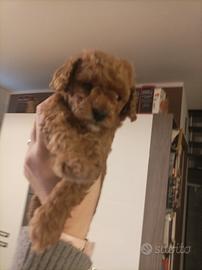 Barboncina Toy femmina fulvo pedigree ENCI