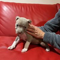 Cuccioli pitbull disponibili