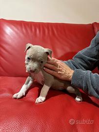 Cuccioli pitbull disponibili