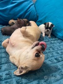 Chihuahua