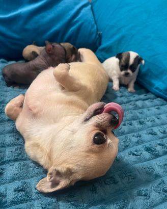 Chihuahua