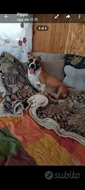 America staffor terrier