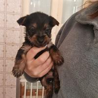 Famiglie per cuccioli