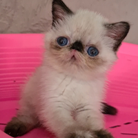 Cucciola Exotic Shorthair