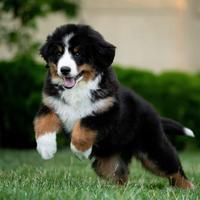 Bovaro del bernese