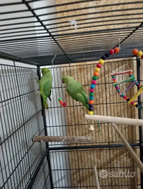 Pappagalli di varie tipologie