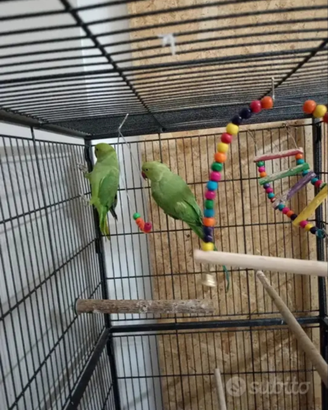 Pappagalli di varie tipologie