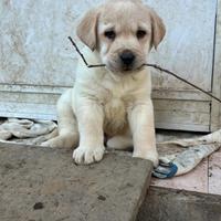 Cuccioli Labrador