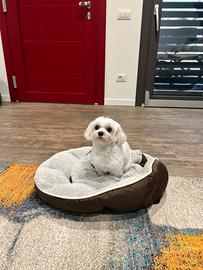 Accoppiamento maltesi