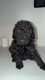 Cuccioli Barboncino