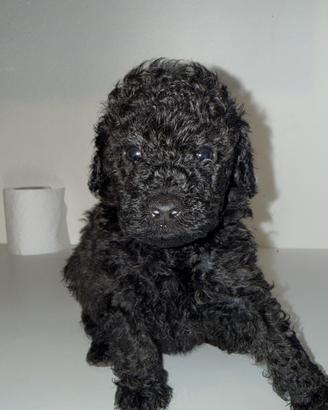 Cuccioli Barboncino