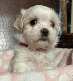 Cuccioli di maltese piccola taglia