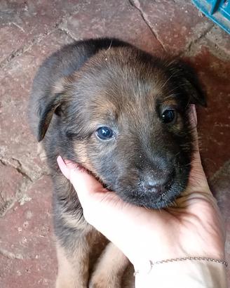 Cuccioli Pastore Belga Malinois