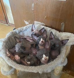 Gattini Sphynx