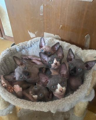 Gattini Sphynx