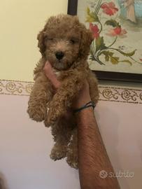 Barboncino toy