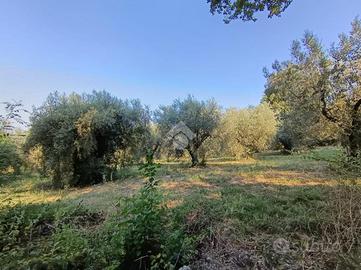 TER. AGRICOLO A POGGIO CATINO