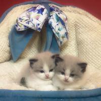 Cuccioli di ragdoll