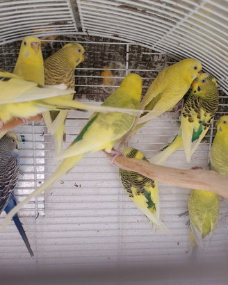 Pappagallini ondulati o cocoriti