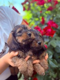 Cuccioli di Bassotto a pelo duro